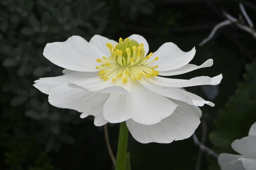 Mount Cook Buttercup (Ranunculus lyallii)