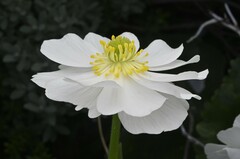 Mount Cook Buttercup (Ranunculus lyallii)