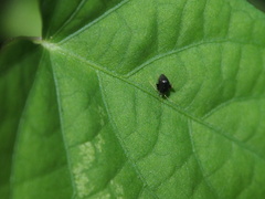 Halticini