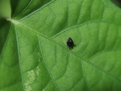 Halticini