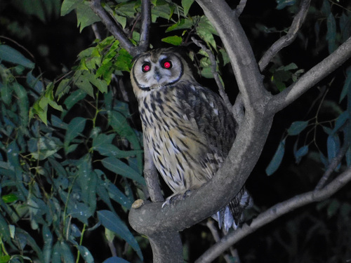 Striped Owl