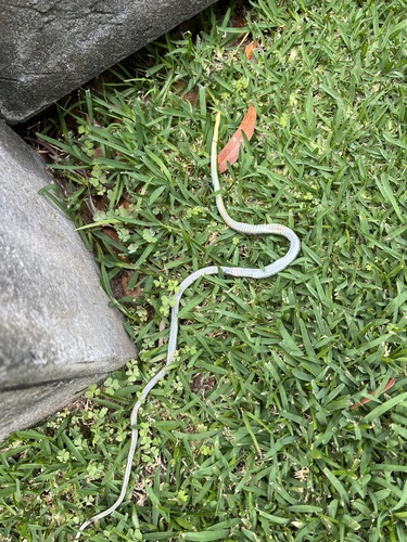 Common Tree Snake sighting
