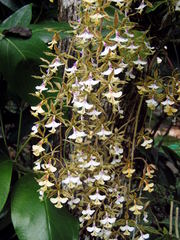 Epidendrum stamfordianum