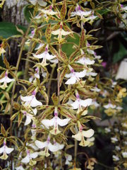Epidendrum stamfordianum