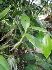 Epidendrum stamfordianum