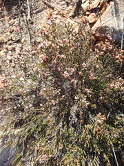 Erica umbelliflora