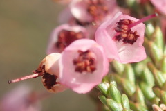 Erica umbelliflora