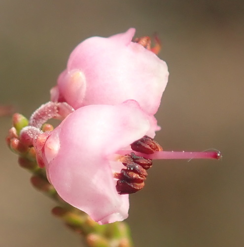 Image of Erica umbelliflora by (c) Nicola van Berkel, some rights reserved (CC BY-SA)