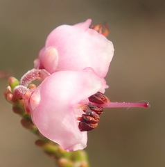 Erica umbelliflora
