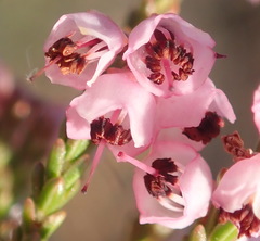 Erica umbelliflora