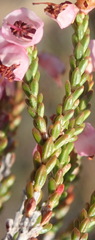 Erica umbelliflora