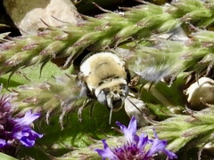Anthophora montana
