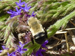 Anthophora montana