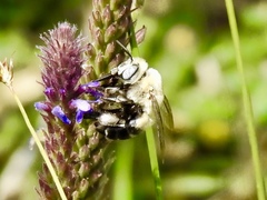 Anthophora montana