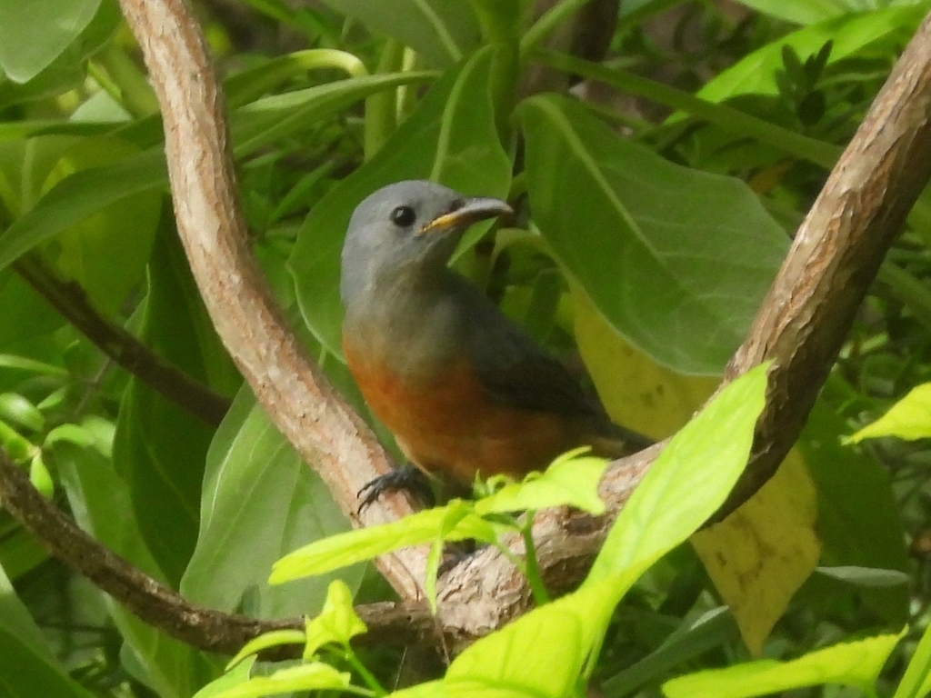 Island Monarch (Monarcha cinerascens)