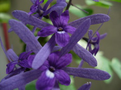 Petrea volubilis