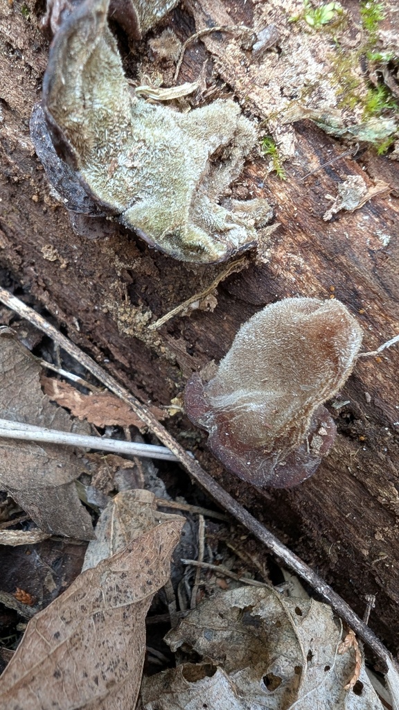 Auricularia polytricha · March 2025 · photo: © atsushi_nakajima_cirque (iNaturalist, cc-by)