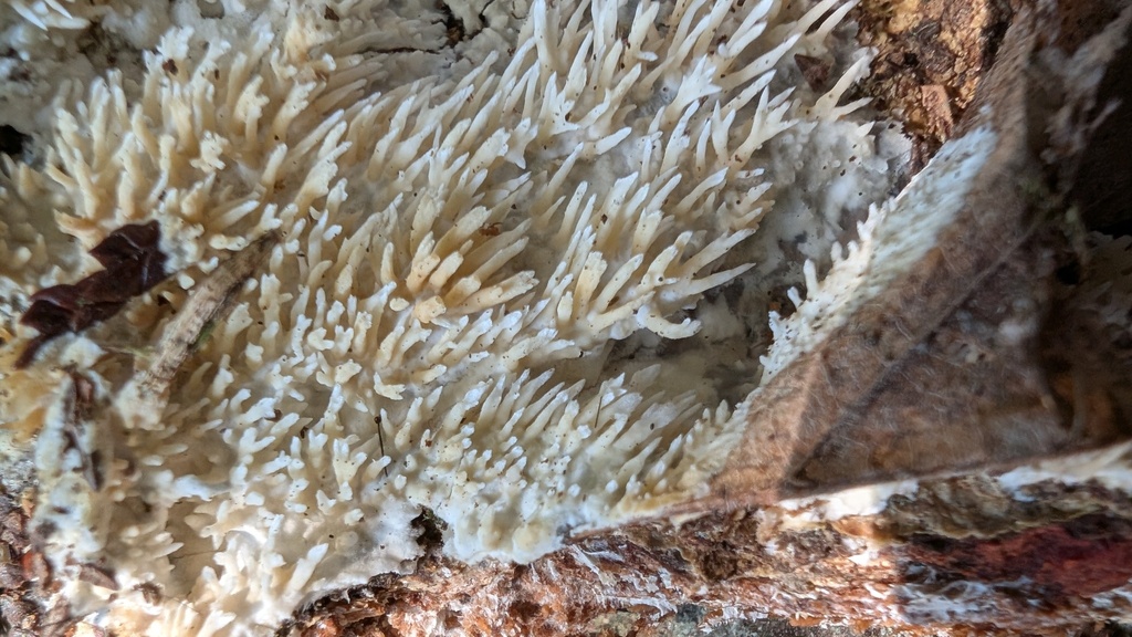 Radulomyces copelandii · March 2025 · photo: © atsushi_nakajima_cirque (iNaturalist, cc-by)