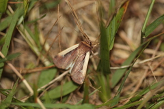 Ochropleura