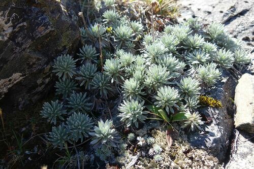 Image of Celmisia hectorii by (c) John Barkla, some rights reserved (CC BY)