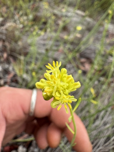Glischrocaryon aureum, 2025-01-26