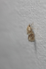 Cynaeda dentalis