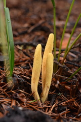 Clavariadelphus sachalinensis