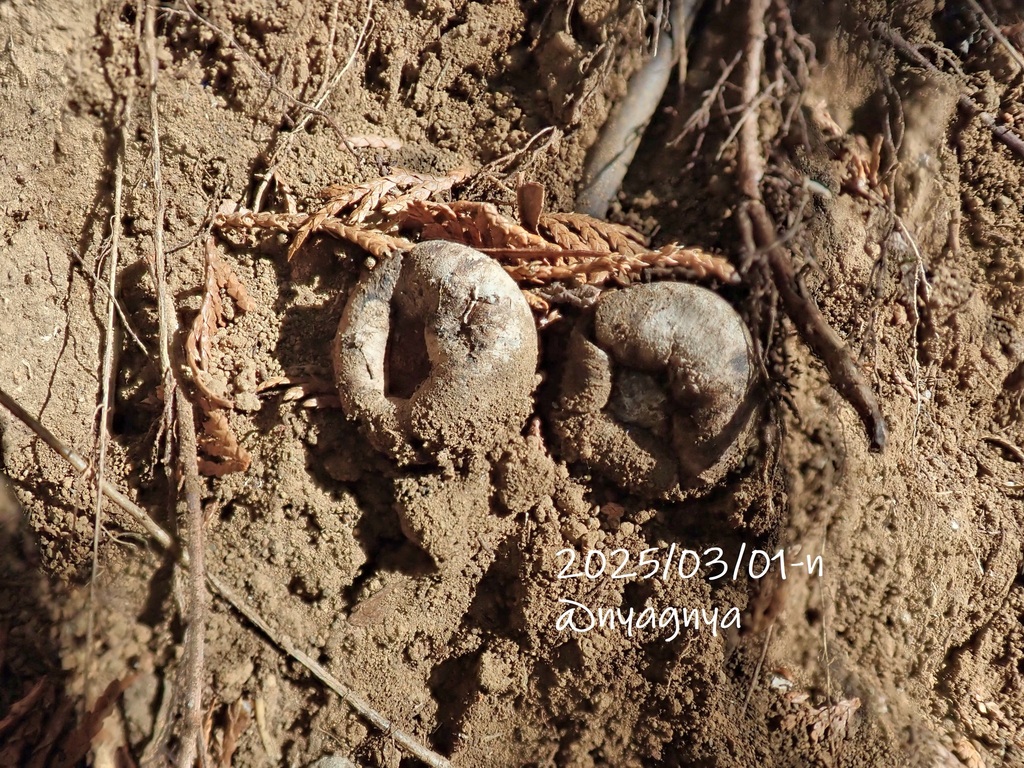 Astraeus hygrometricus · March 2025 · photo: © atsushi_nakajima_cirque (iNaturalist, cc-by)