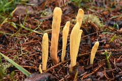 Clavariadelphus sachalinensis