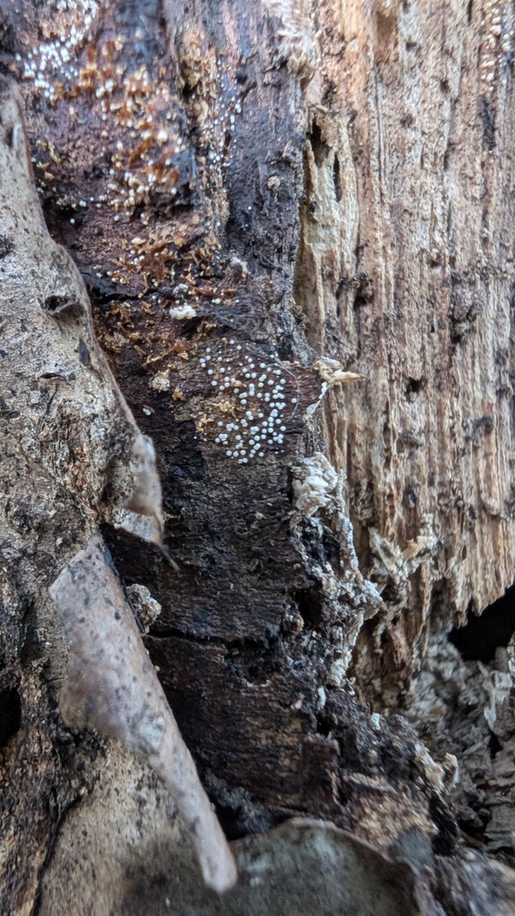 Henningsomyces candidus · March 2025 · photo: © atsushi_nakajima_cirque (iNaturalist, cc-by)