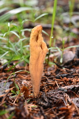 Clavariadelphus sachalinensis