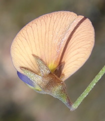 Lotononis filiformis