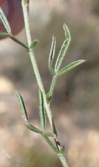 Lotononis filiformis