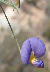 Lotononis filiformis