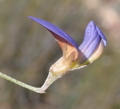 Lotononis filiformis