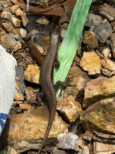 Eutropis multifasciata