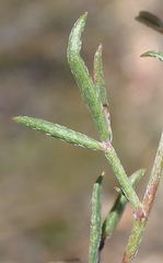 Lotononis filiformis