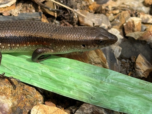 Eutropis multifasciata