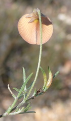 Lotononis filiformis