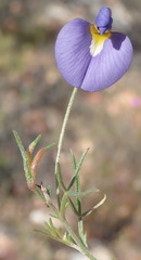 Lotononis filiformis