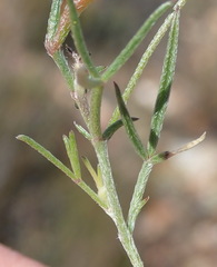 Lotononis filiformis