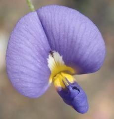 Lotononis filiformis