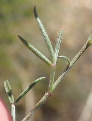 Lotononis filiformis