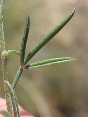 Lotononis filiformis