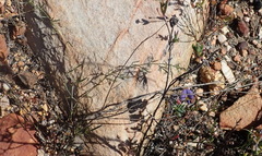 Lotononis filiformis