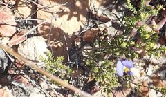 Lotononis filiformis