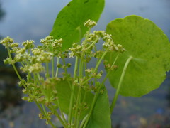 Hydrocotyle bonariensis