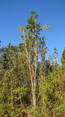 Tabebuia stenocalyx