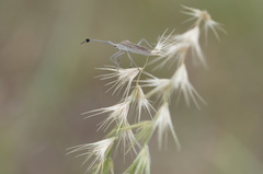 Chariesterus antennator