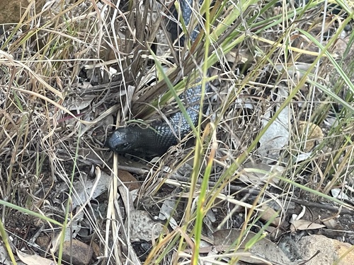 Blue-bellied Black Snake sighting